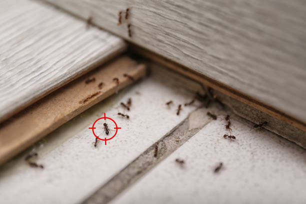 Best Termite Control Services  in Temperance, MI