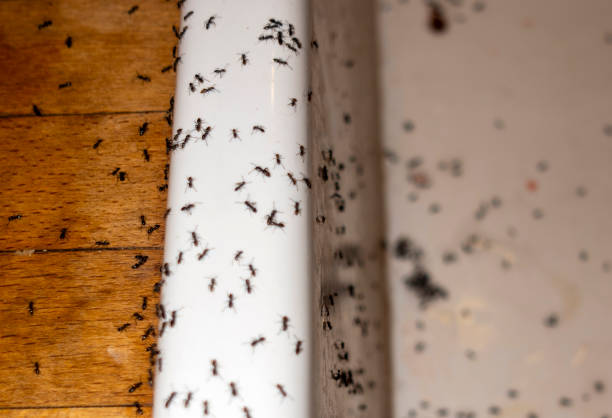 Best Commercial Pest Control Services  in Temperance, MI