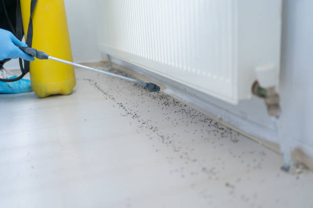 Best Local Pest Control Services  in Temperance, MI